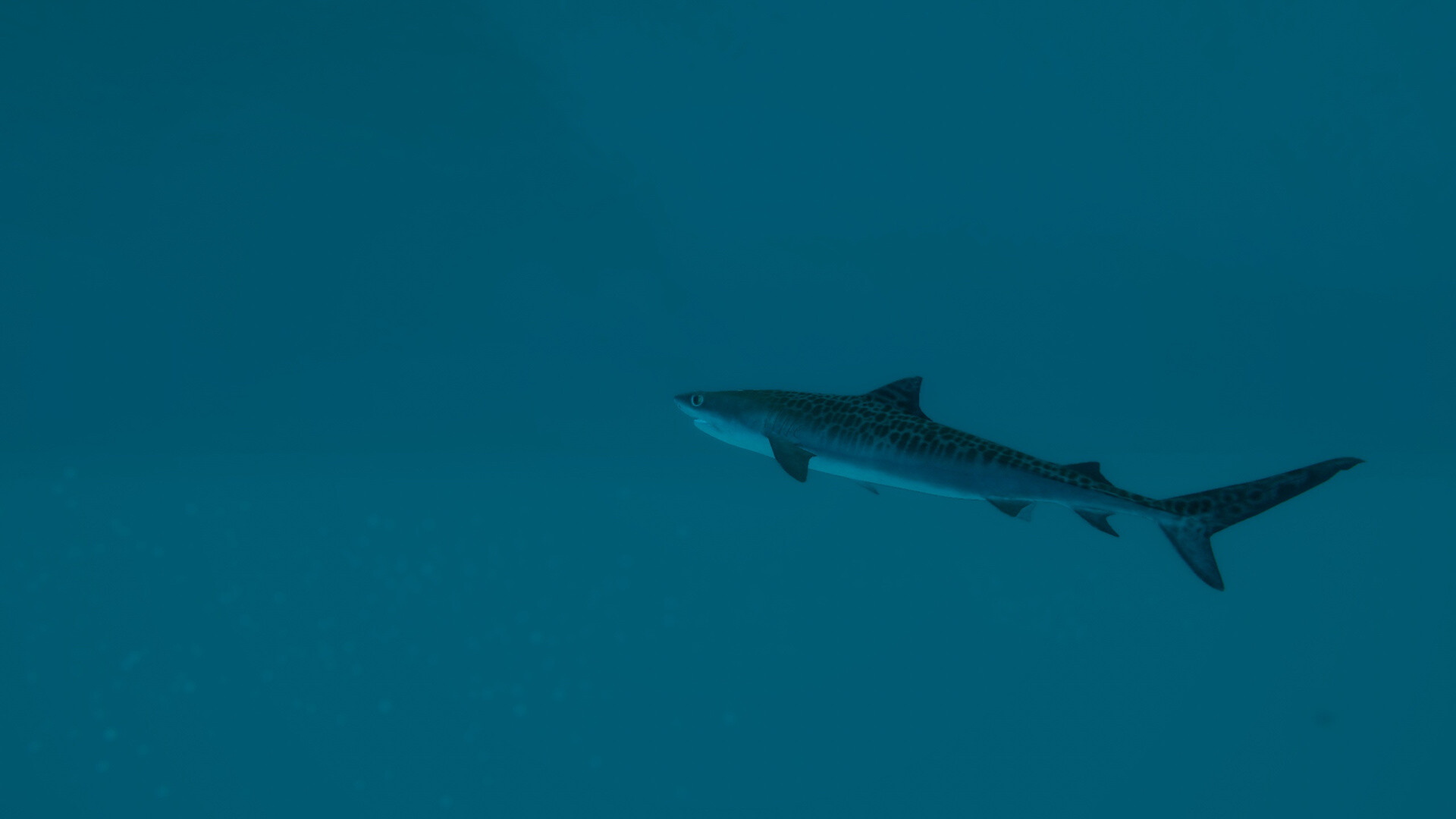 终极钓鱼模拟器2/Ultimate Fishing Simulator 2 v1.25.05.30|模拟经营|容量36.6GB|免安装绿色中文版|支持键盘.鼠标-小辉娱乐网