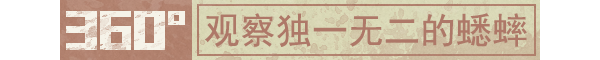 沉默的蟋蟀|v1.2.2|官方中文|插图4跳跳游戏网