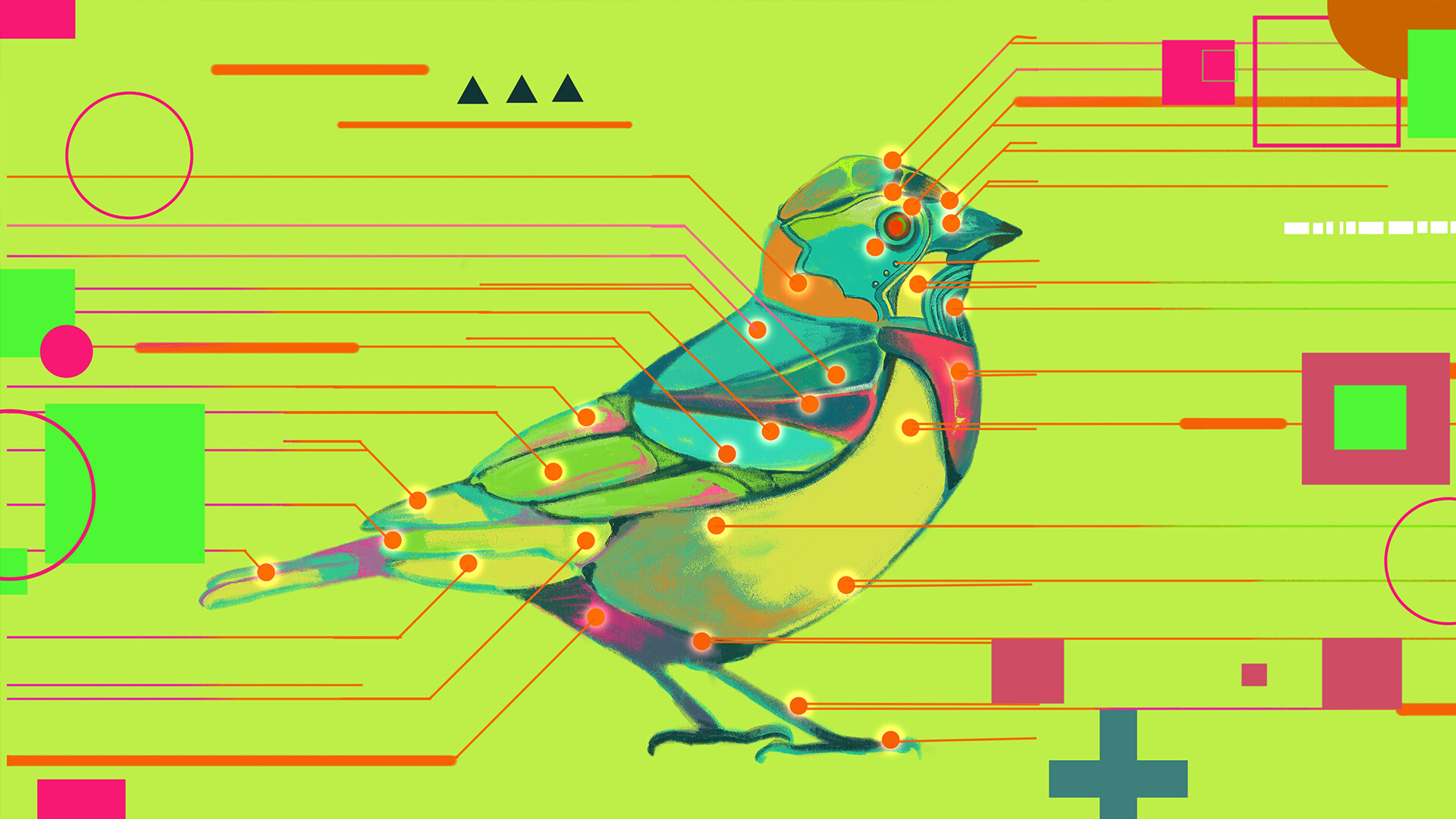 鸟之谜 (Avian Enigma)