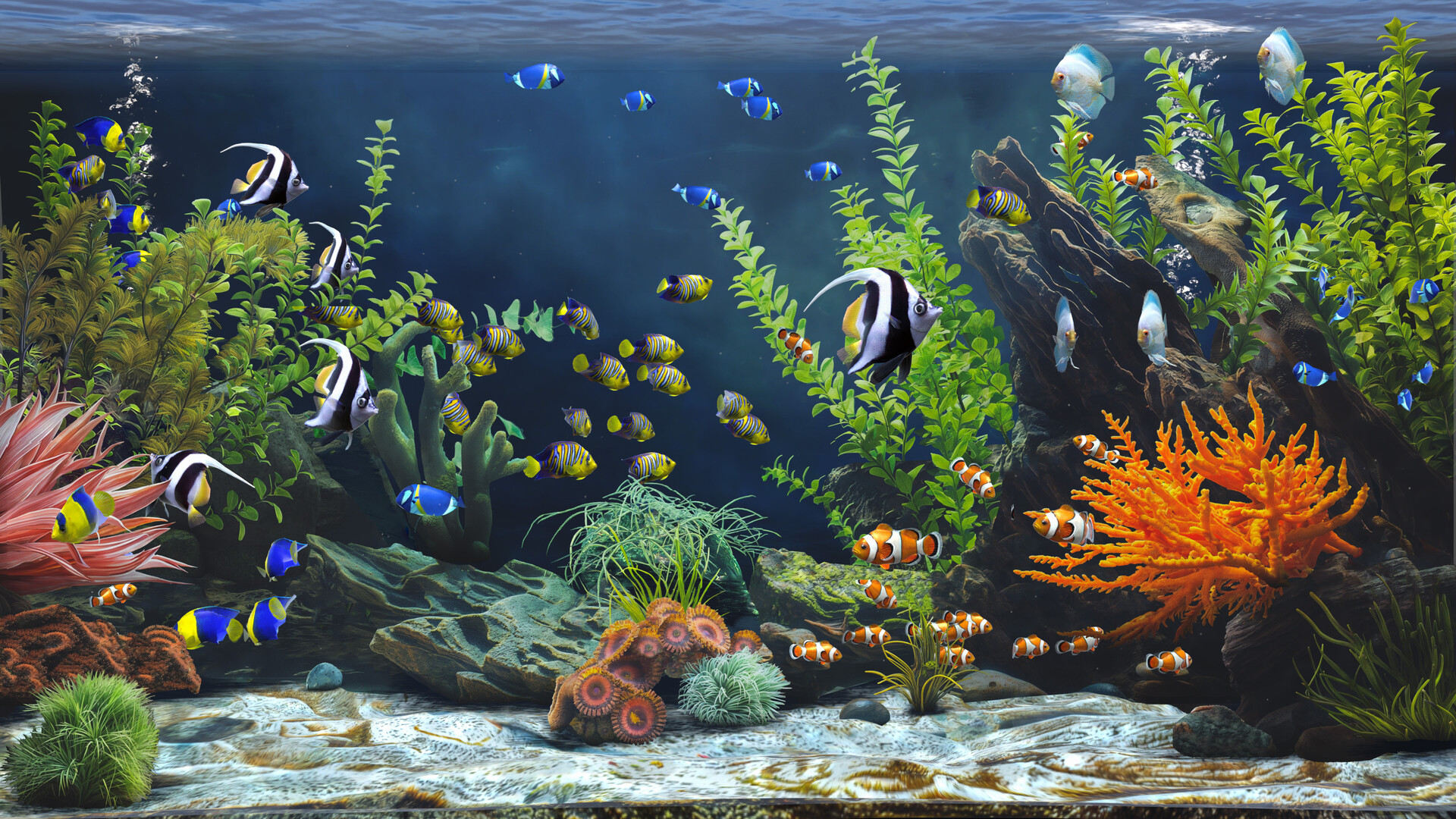 禅意水族馆 (Zen Aquarium)