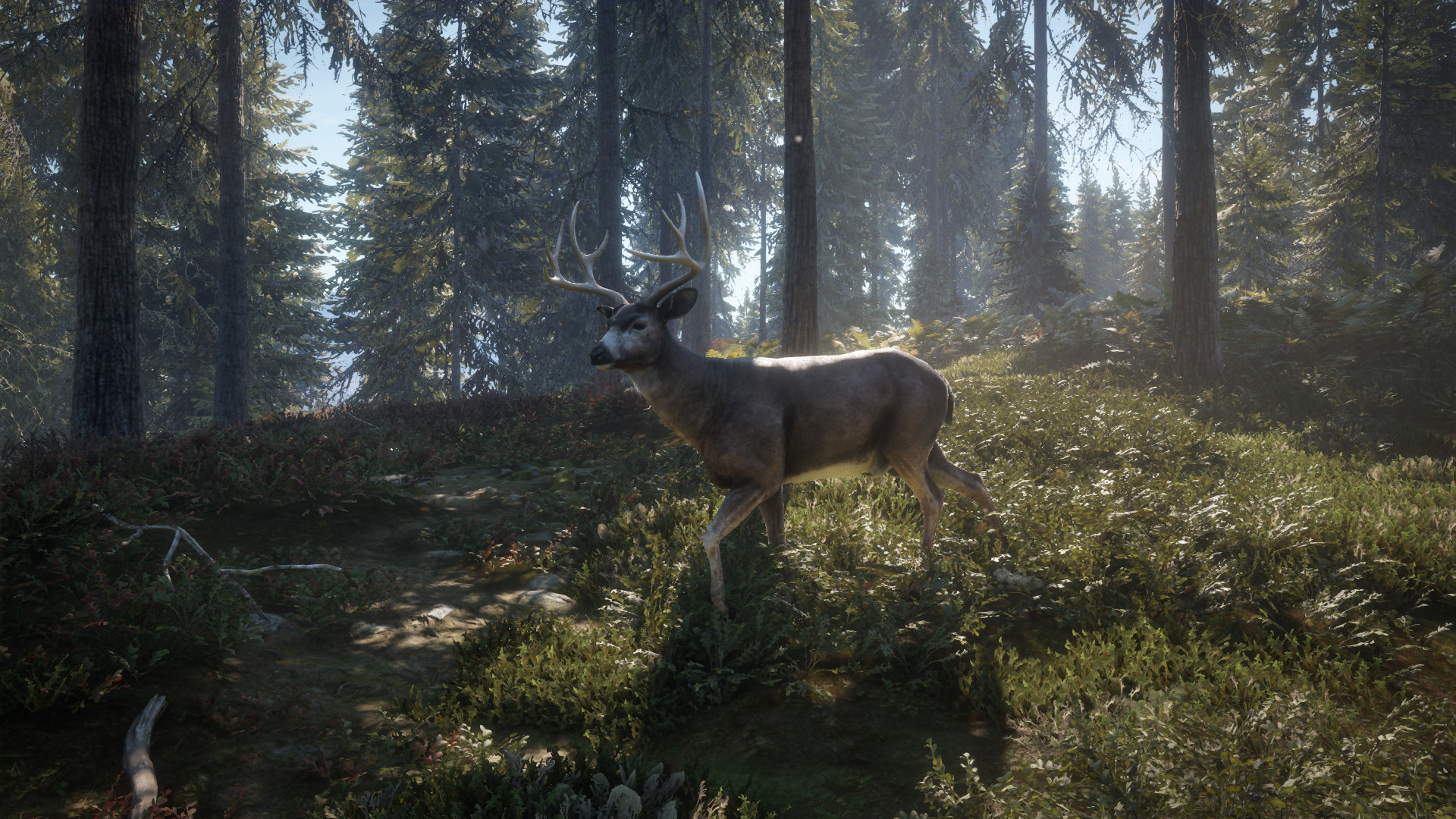 猎人:荒野的召唤|TheHunter Call of The Wild|3037268|整合全DLC